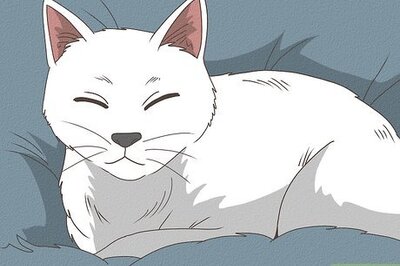 How to Cut a Cat’s Nails: Vet-Approved Tips