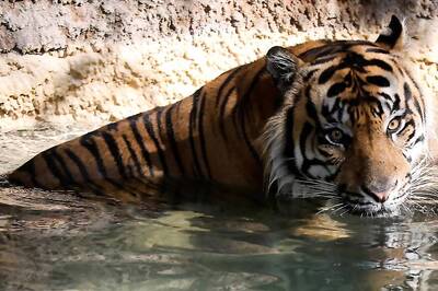 4 Tiger Deaths in 45 Days, NTCA Slaps Notice on MP Forest Department