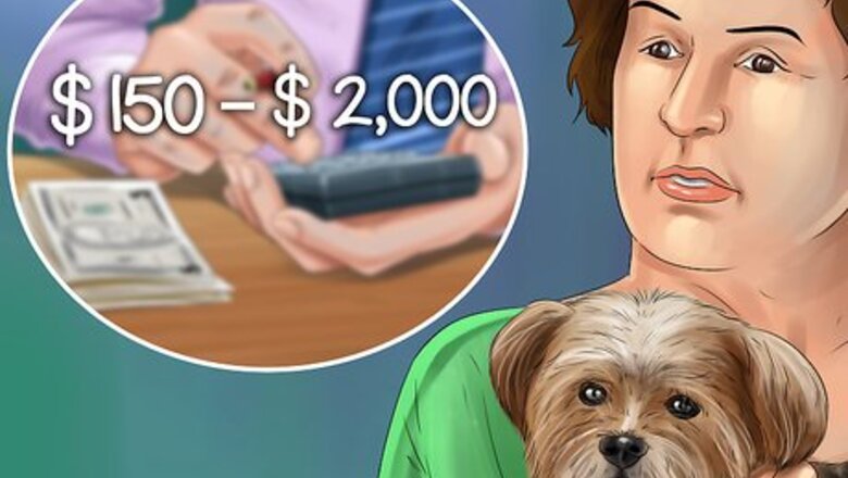 How to Adopt a Dog from Overseas