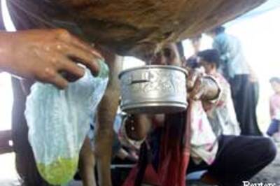 Cow's urine makes clock go tick tick