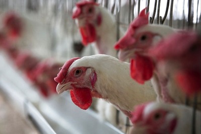 Avian Influenza in Poultry Birds Confirmed in 9 States So Far: Govt
