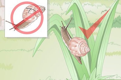 How to Take Care of a Freshwater Snail