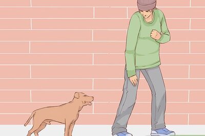 How to Know if Your Old Dog Stops Recognizing People