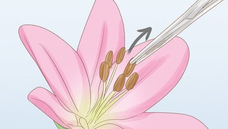 How to Store Pollen