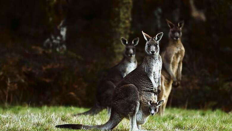'Psycho' Kangaroo Leaps to Freedom After Rescue From Australian Home