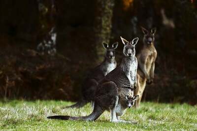 'Psycho' Kangaroo Leaps to Freedom After Rescue From Australian Home