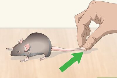 How to Pick Up a Pet Mouse