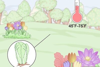 How to Plant Chinese Cabbage