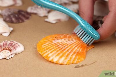 How to Paint on Sea Shells