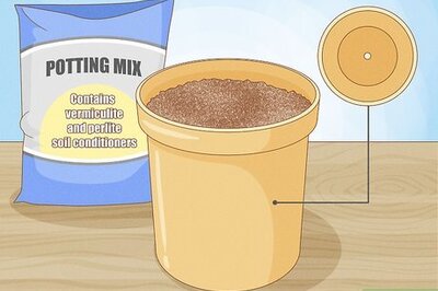 How to Propagate African Violets