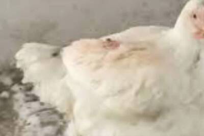 In Uttar Pradesh’s Bahraich, Chicken With 3 Legs Creates Stir Among Locals