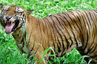 Translocated Royal Bengal Tiger Found Dead in Odisha Forest