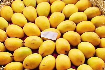 Mango fest to go the ethylene way