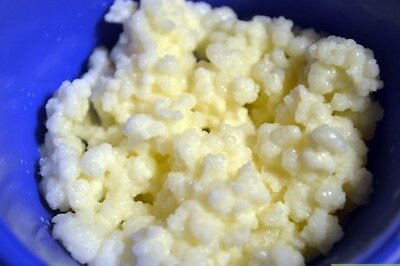 Kefir Grain Care 101: How to Ferment, Maintain, and Store Kefir Grains
