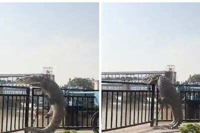 10-Foot Crocodile Crawls Out Of Canal In Uttar Pradesh, Sparks Panic | Watch Video