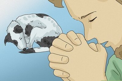 Powerful Prayers & Spiritual Words to Send Your Love to Your Sick Dog
