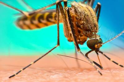 New Trial Suggests That Malaria In Infants Can Be Cut By 70 Per Cent