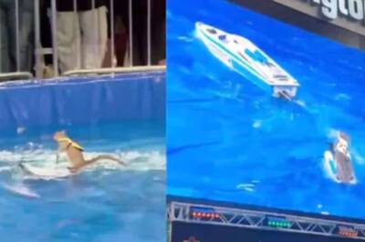 Video Of Squirrel Doing Water Skiing At Mall Of America Leaves Internet Shocked