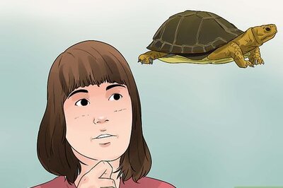How to Take Care of a Land Turtle