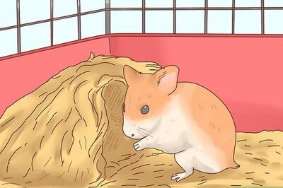 How to Care for Newborn Hamsters