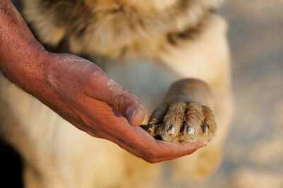 Man Burns 5 Puppies to Death in Allahabad, FIR Registered