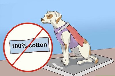 How to Choose a Halloween Costume for Your Dog