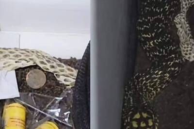 Man Finds Snake Skin In His Room. What Happens Next Is Not For The Faint-hearted