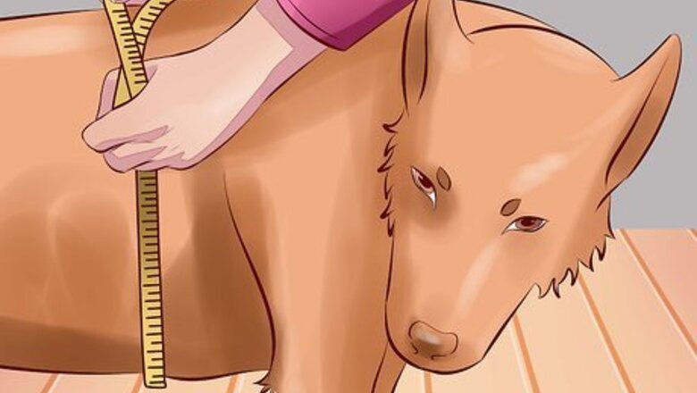 How to Treat Arthritis in Dogs