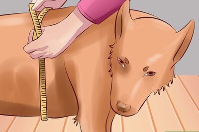 How to Treat Arthritis in Dogs