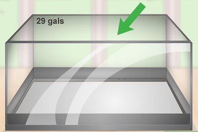 How to Breed and Care for Platies