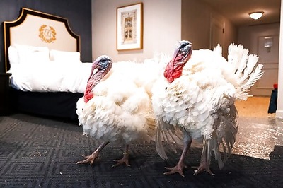 Turkey Pardons On The Menu At White House Ceremony