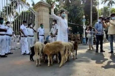 Man Assembles With Sheep outside Bengal Governor's Residence to Protest Covid-19 Crisis