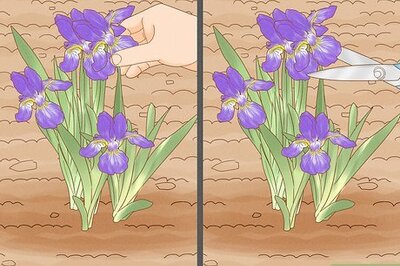 How to Deadhead an Iris