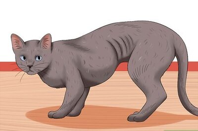 How to Get Your Cat Out of the Malnutrition Stage