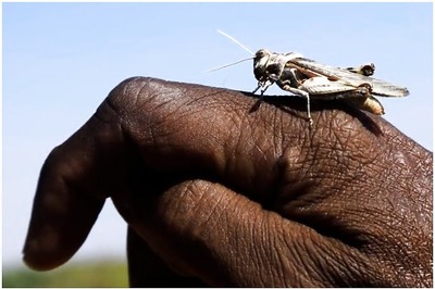 As Big as Paris & Eating Capacity Equal to Half of France: Early Arrival of Locusts Makes India Tremble