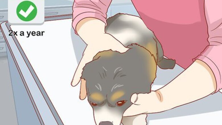 How to Care for Your Older Dog