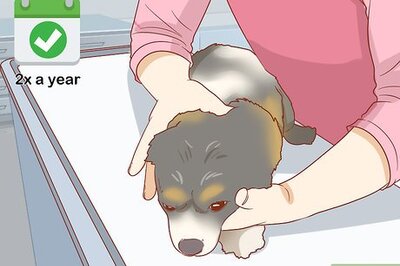 How to Care for Your Older Dog