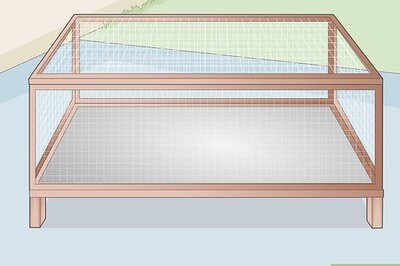 How to Properly Care for Your Guinea Pigs