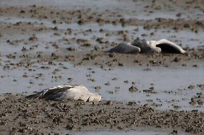Thousands Of Cranes Killed By Bird Flu In Northern Israel