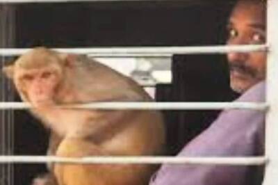 Watch: Monkey's Scenic Train Adventure On Pilibhit-Mailani Route Delights Passengers