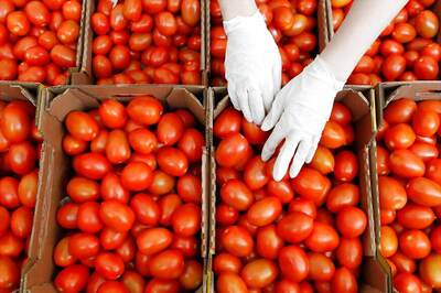 Tomato Prices Continue to Rule High at Rs 60-80/kg in Delhi Despite Govt's Puree Push