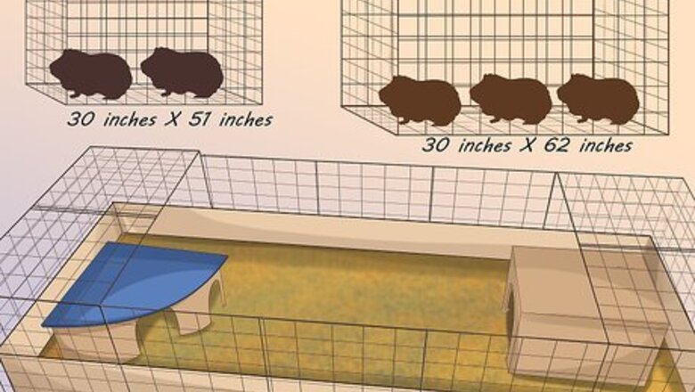 How to Help a Guinea Pig Feel Less Anxious