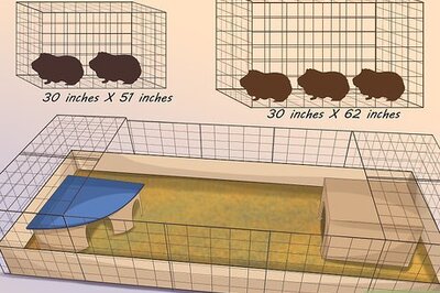 How to Help a Guinea Pig Feel Less Anxious