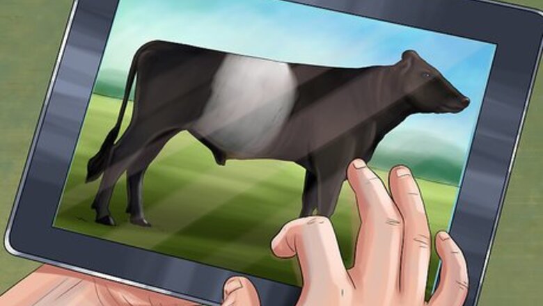 How to Identify Dutch Belted Cattle
