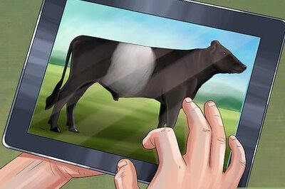 How to Identify Dutch Belted Cattle