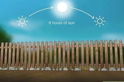 How to Grow Bottle Gourd from Seeds