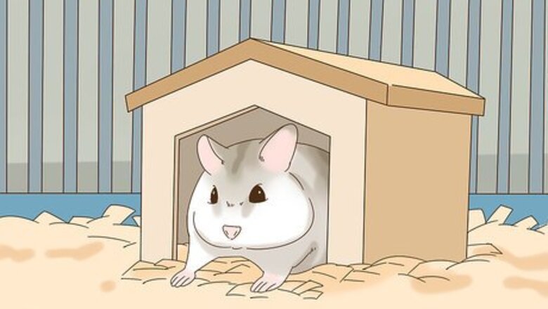 How to Train a Dwarf Hamster to Recognize Its Name