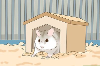 How to Train a Dwarf Hamster to Recognize Its Name