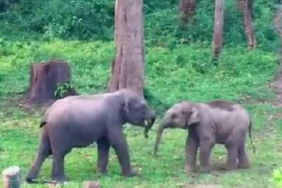 Synchronised Elephant Census in Tamil Nadu, Kerala, Karnataka: Three-day Mammoth Exercise Ends Today