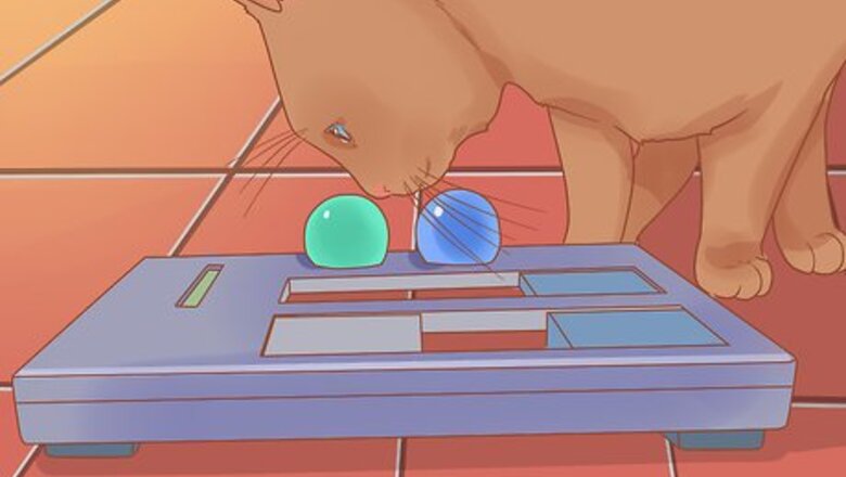 How to Celebrate National Cat Day